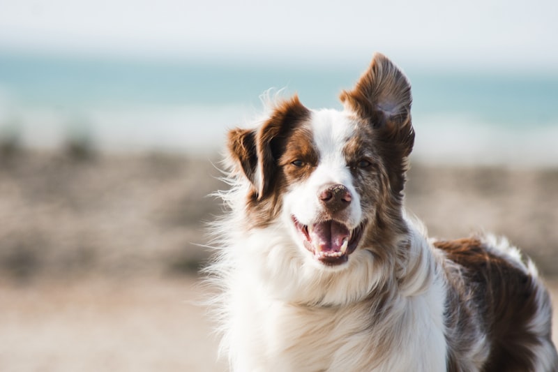 Accessoires Premium pour Animaux